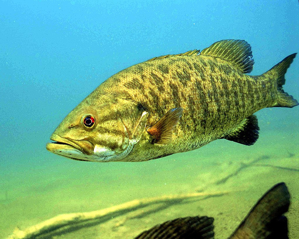 Largemouth bass - Invasive Species Council of British Columbia