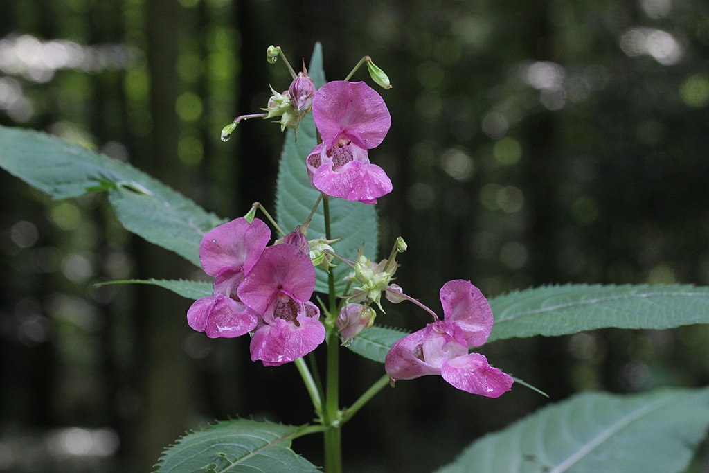 Himalayan Balsam Impatiens Glandulifera Fraser Valley Invasive 