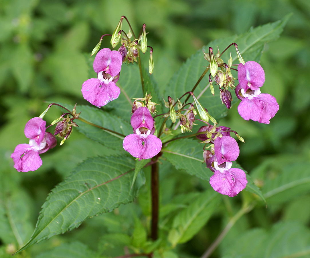 Himalayan Balsam (Impatiens Glandulifera) | Fraser Valley Invasive ...