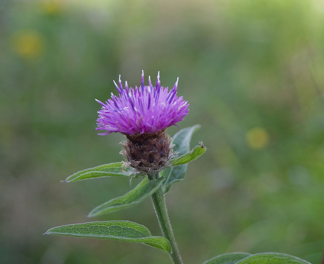 Black knapweed (Centaurea nigra) | Fraser Valley Invasive Species Society