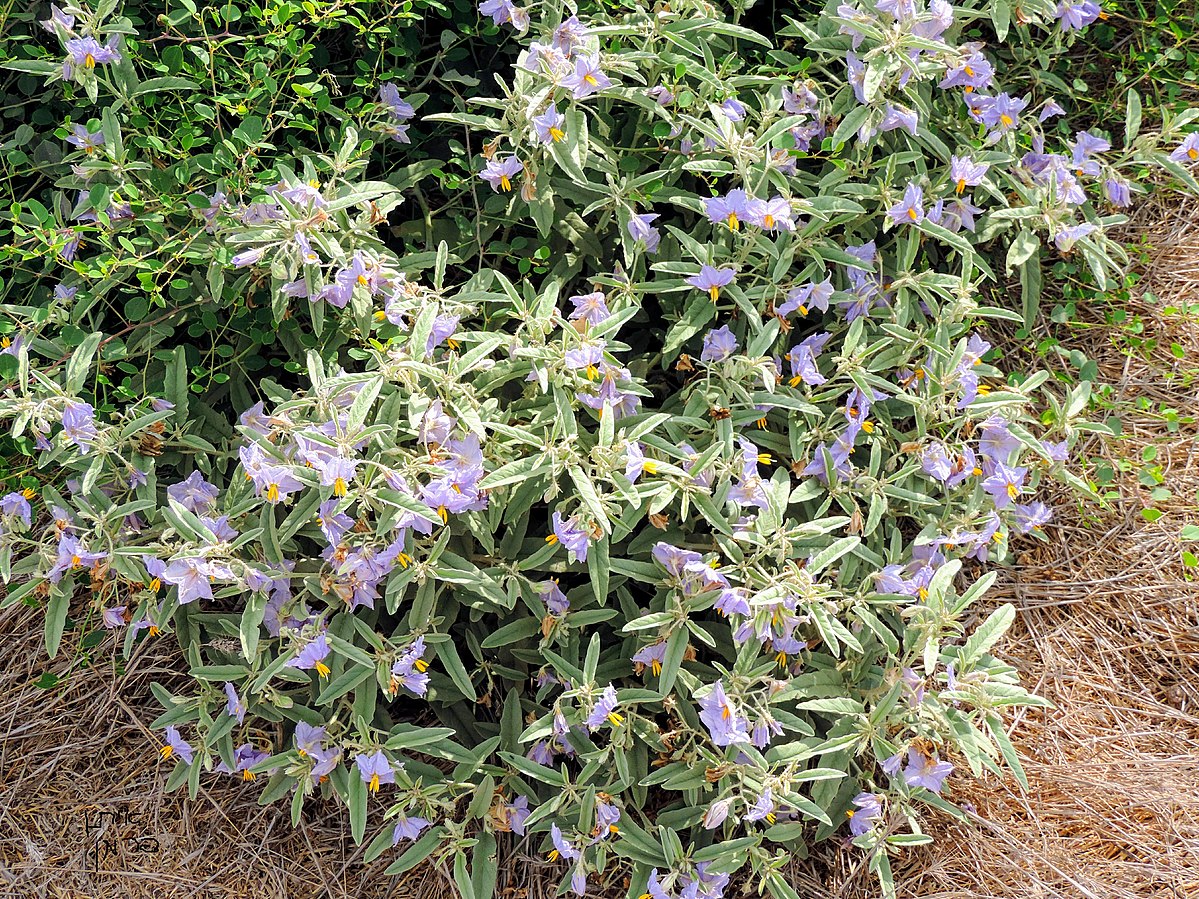 Silverleaf Nightshade Solanum Elaeagnifolium Fraser Valley Invasive Species Society