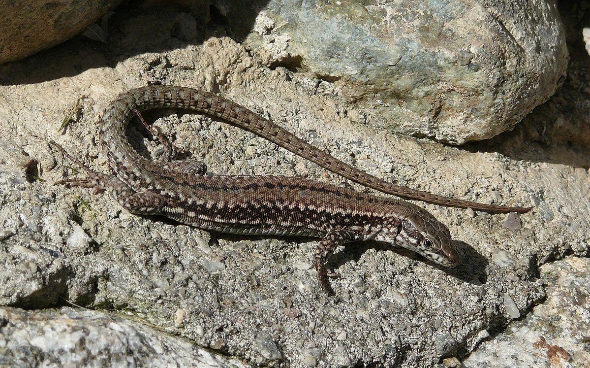 The wall lizard invasion of Vancouver Island 