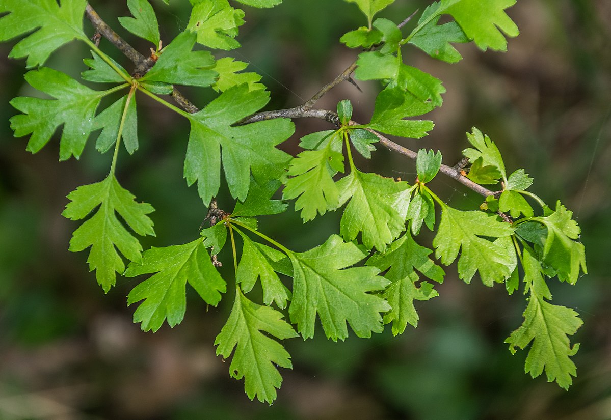 hawthorn leaf