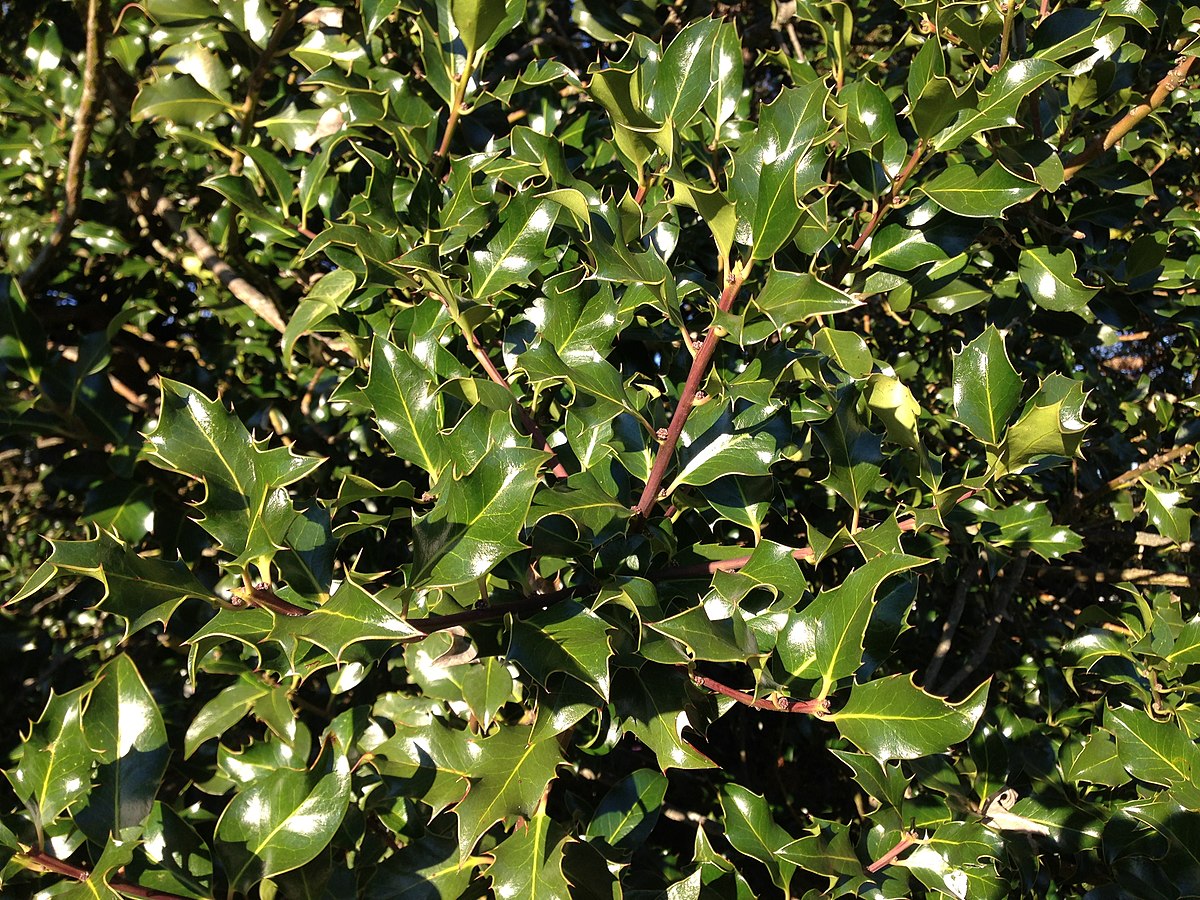 English holly (Ilex aquifolium ) Fraser Valley Invasive Species Society