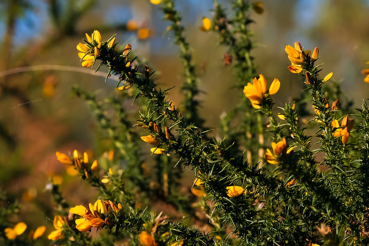 gorse invasive europaeus ulex produces