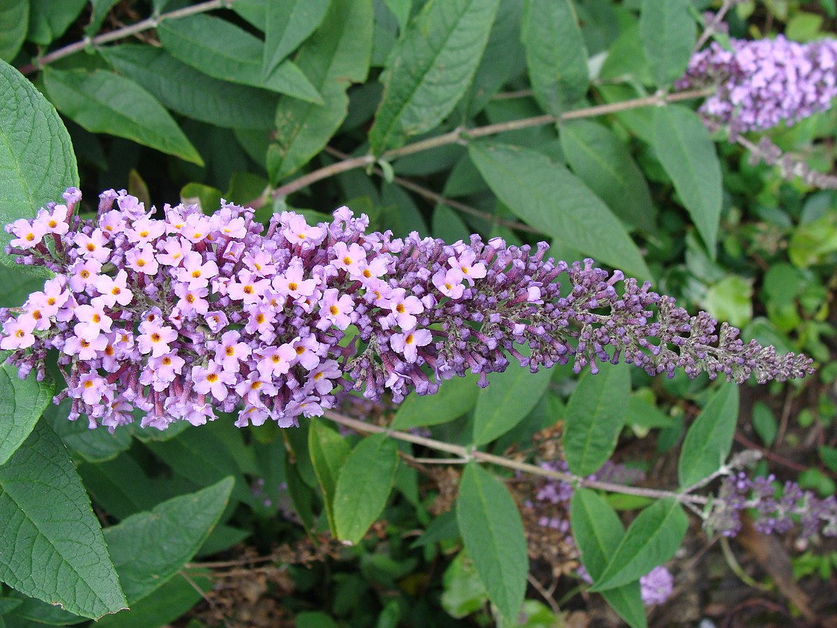 Butterfly bush (Buddleja davidii) | Fraser Valley Invasive Species Society