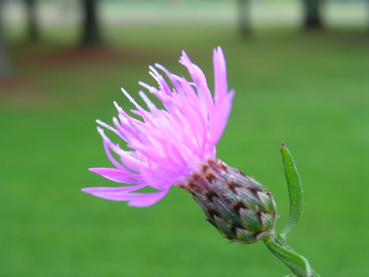 Spotted knapweed (Centauria maculosa) | Fraser Valley Invasive Species ...