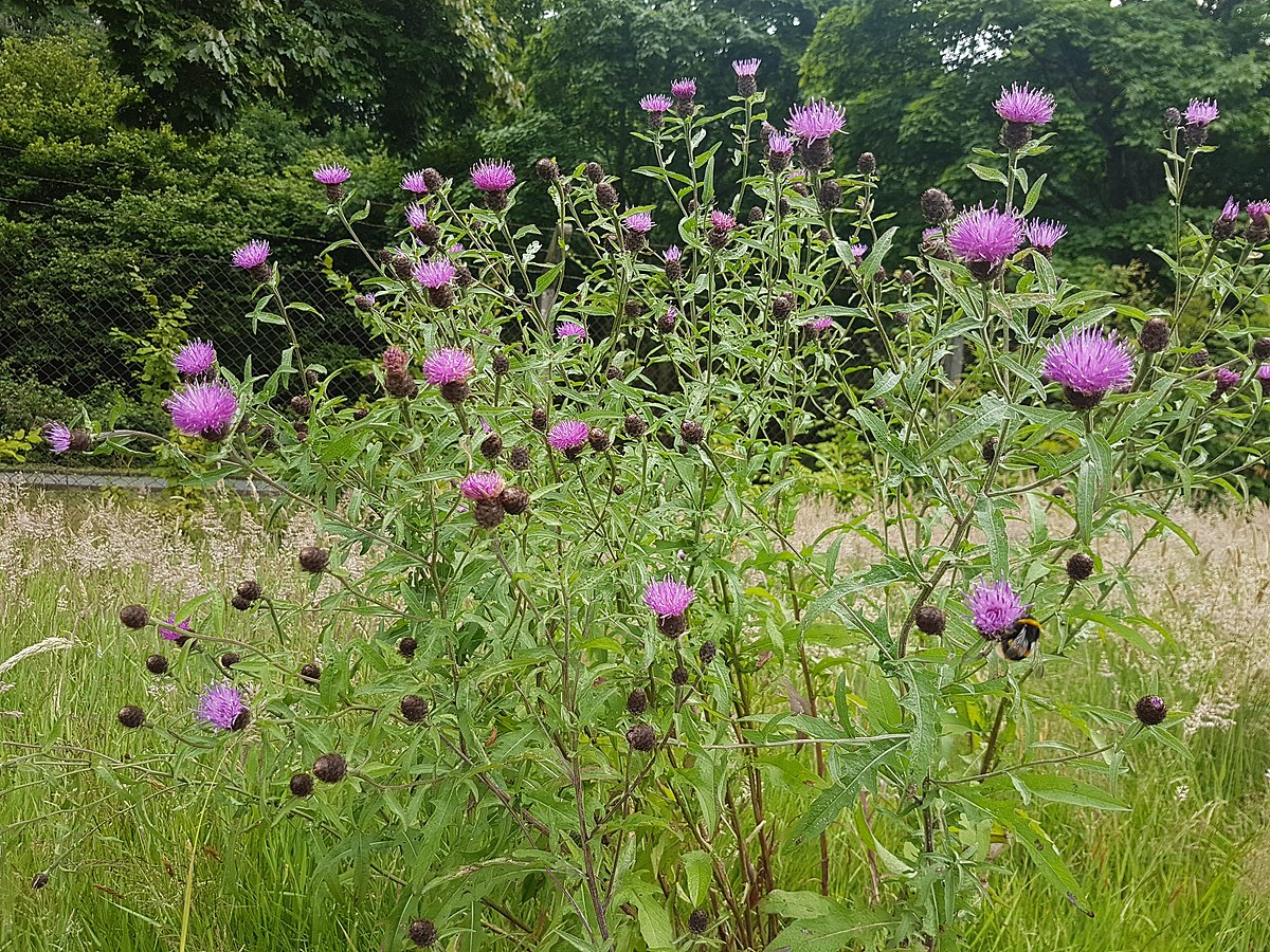 Knapweed Reproduction