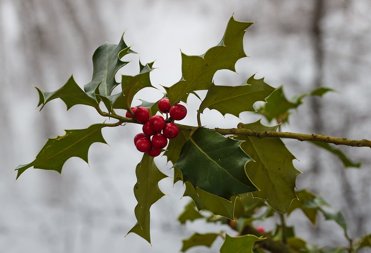 English holly (Ilex aquifolium ) | Fraser Valley Invasive Species Society