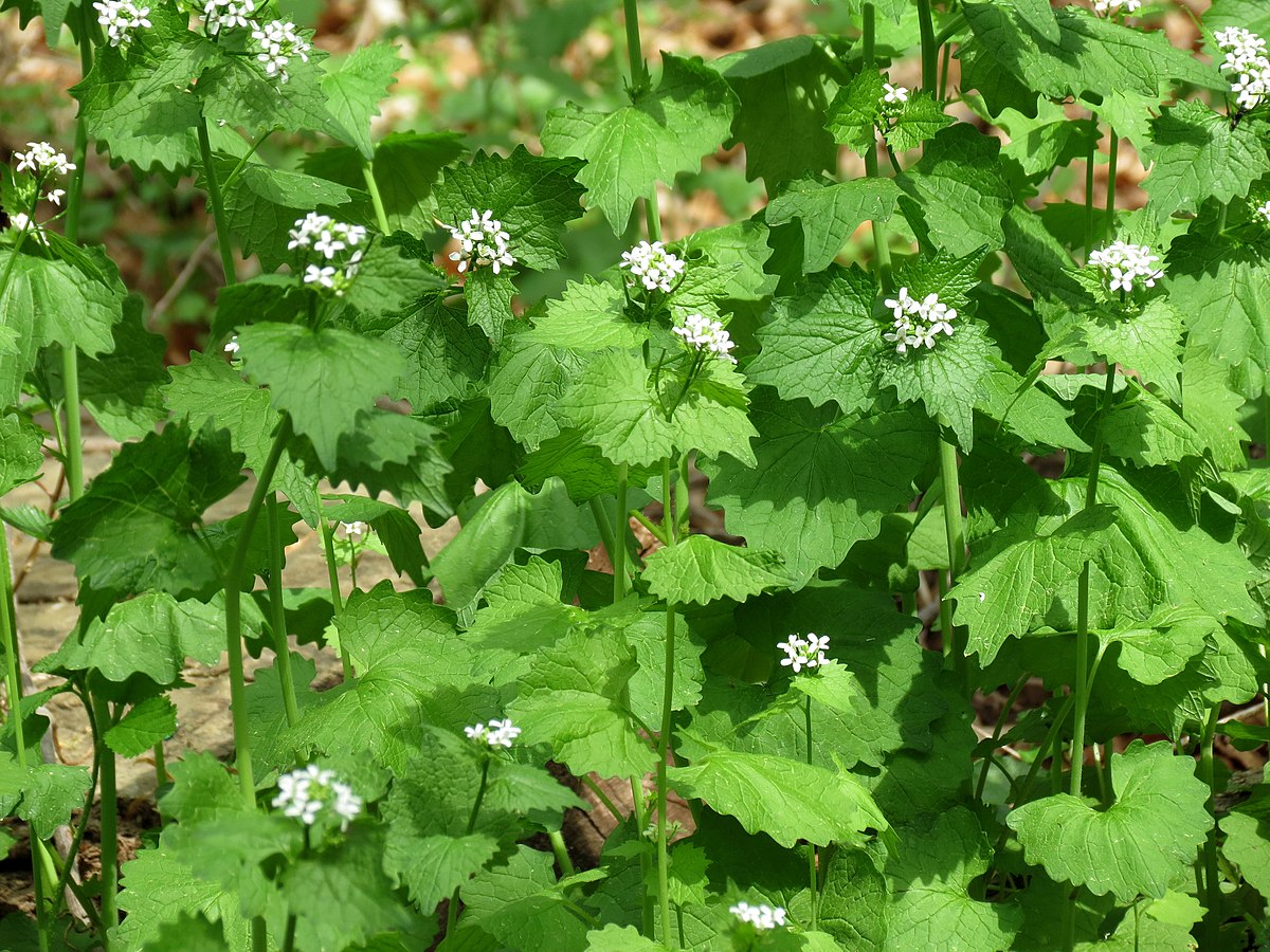 Garlic Mustard (Alliaria petiolata) Fraser Valley Invasive Species