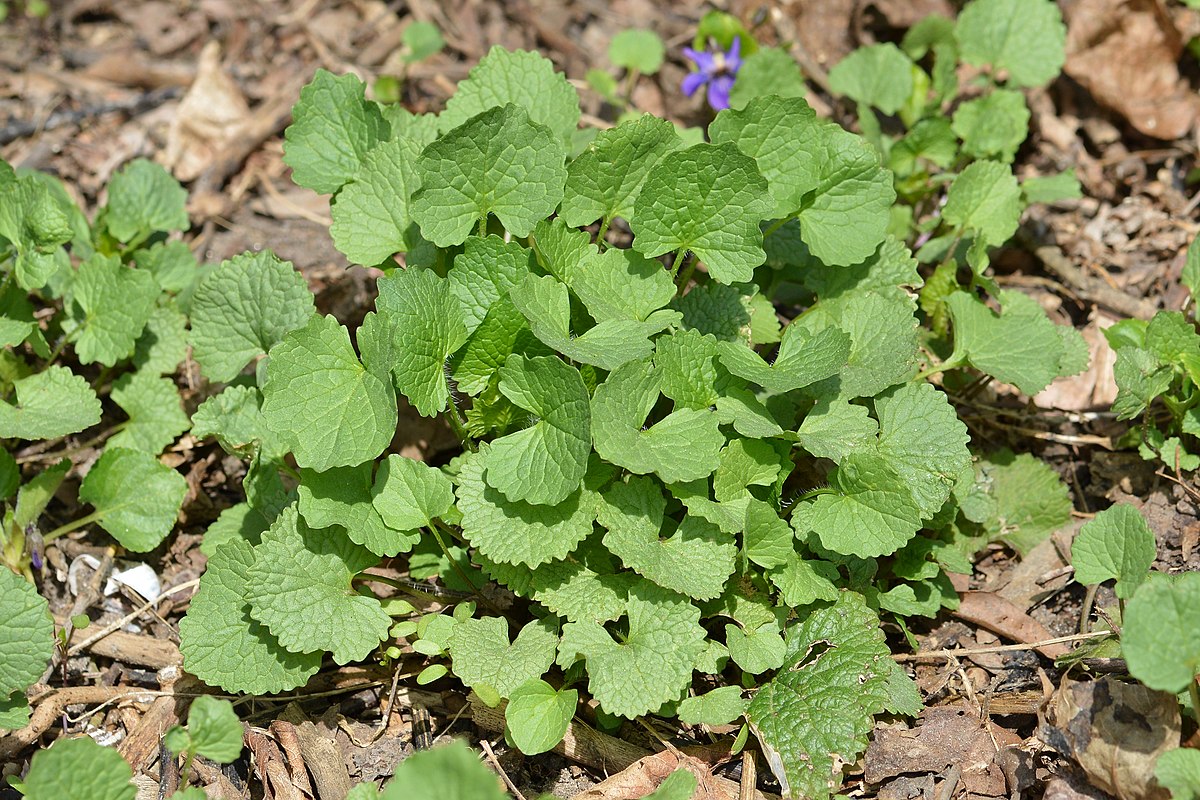 garlic-mustard-alliaria-petiolata-fraser-valley-invasive-species