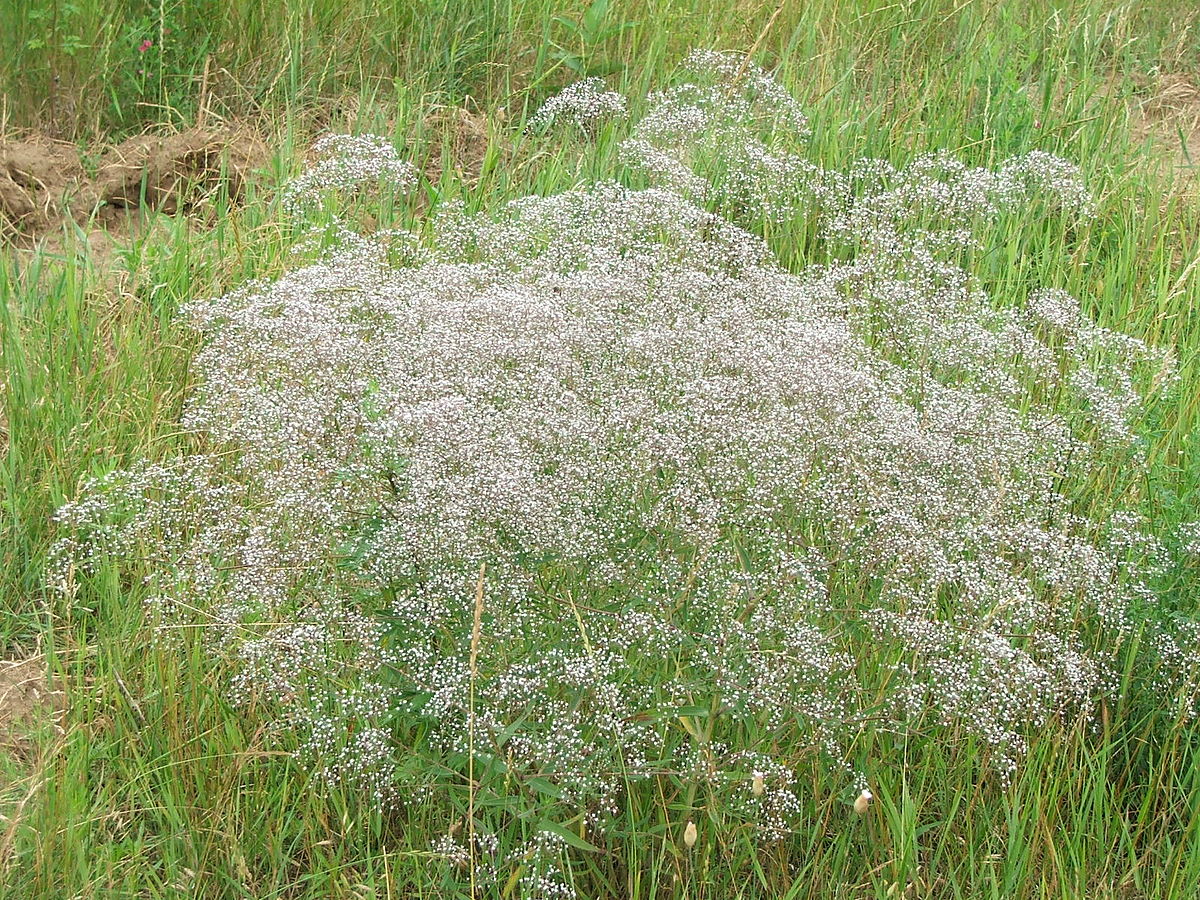 Baby's breath - Invasive Species Council of British Columbia