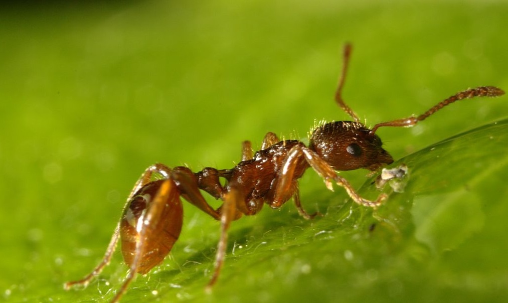 European Fire Ant (Myrmica rubra) | Fraser Valley Invasive Species Society