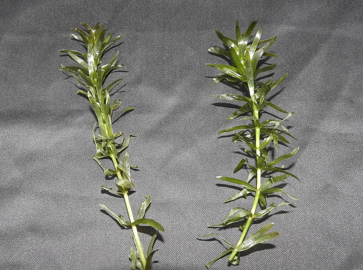 Hydrilla Verticillata Flower