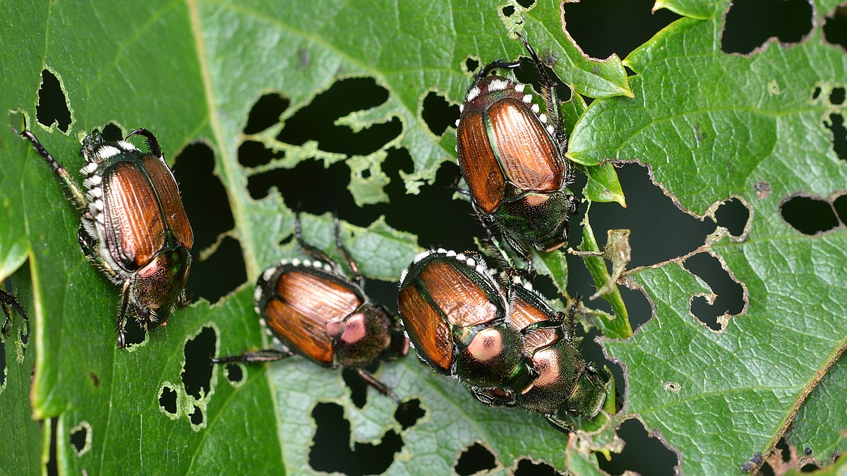 Japanese Beetle Popillia Japonica Fraser Valley Invasive Species 