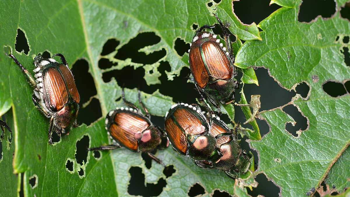 Japanese Beetle (Popillia japonica) Fraser Valley Invasive Species