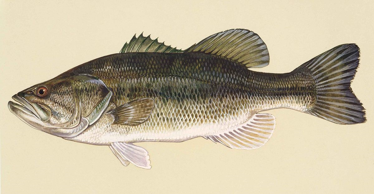 Largemouth Bass - Fish Species Guide