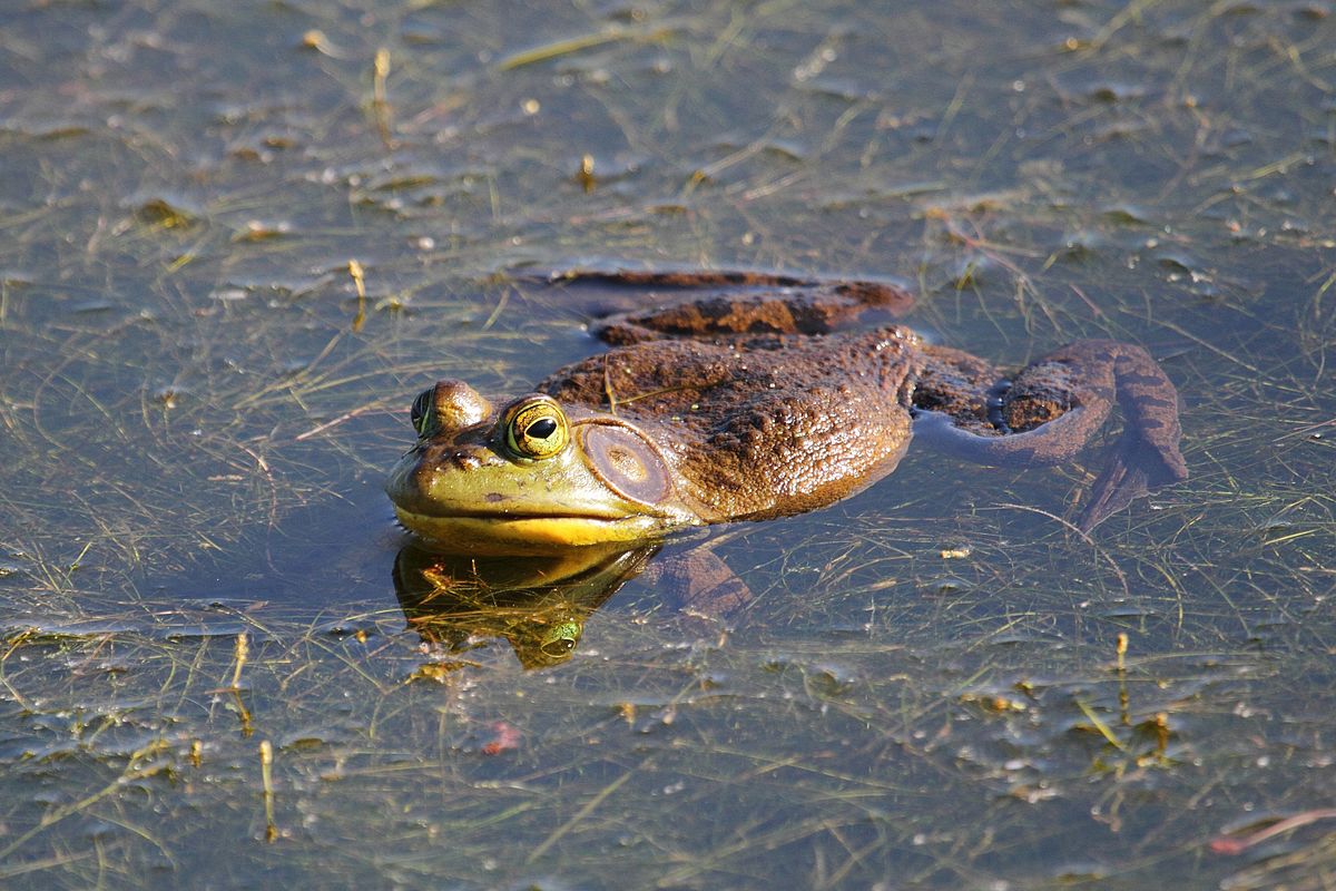 American bullfrogs have the potential to wreak havoc in B.C. watersheds -  Langley Advance Times