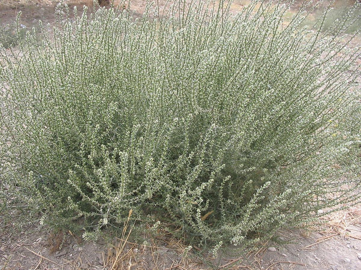 russian thistle flower