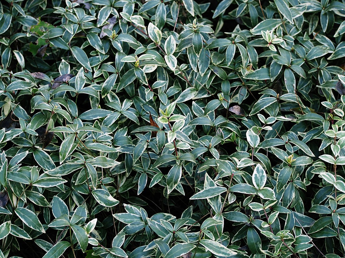 Periwinkle (Vinca minor ) Fraser Valley Invasive Species Society