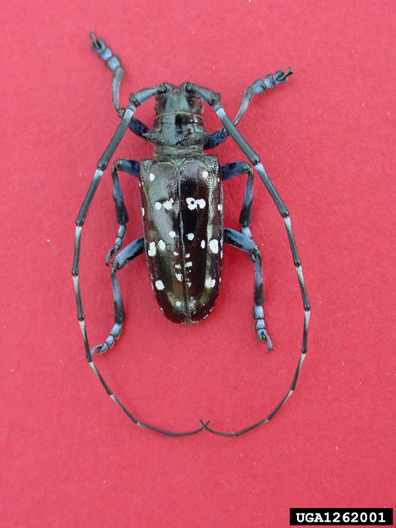 asian longhorned beetle life cycle