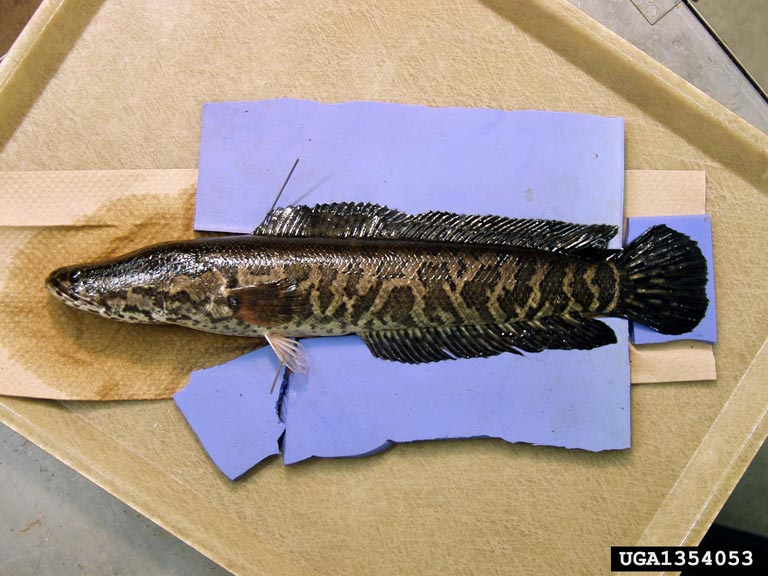 Snakeheads (Channidae )  Fraser Valley Invasive Species Society