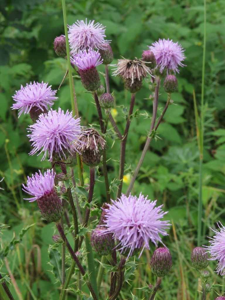 Canadian Thistle (Cirsium arvense) | Fraser Valley Invasive Species Society