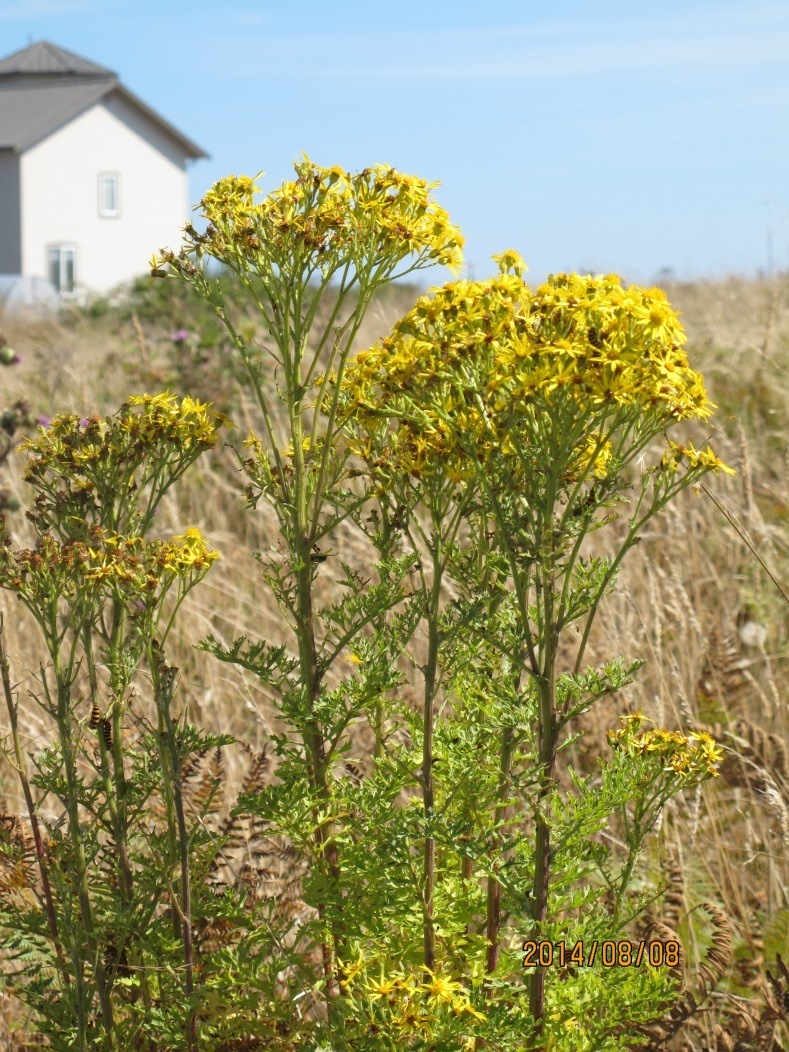 Tansy Leaves