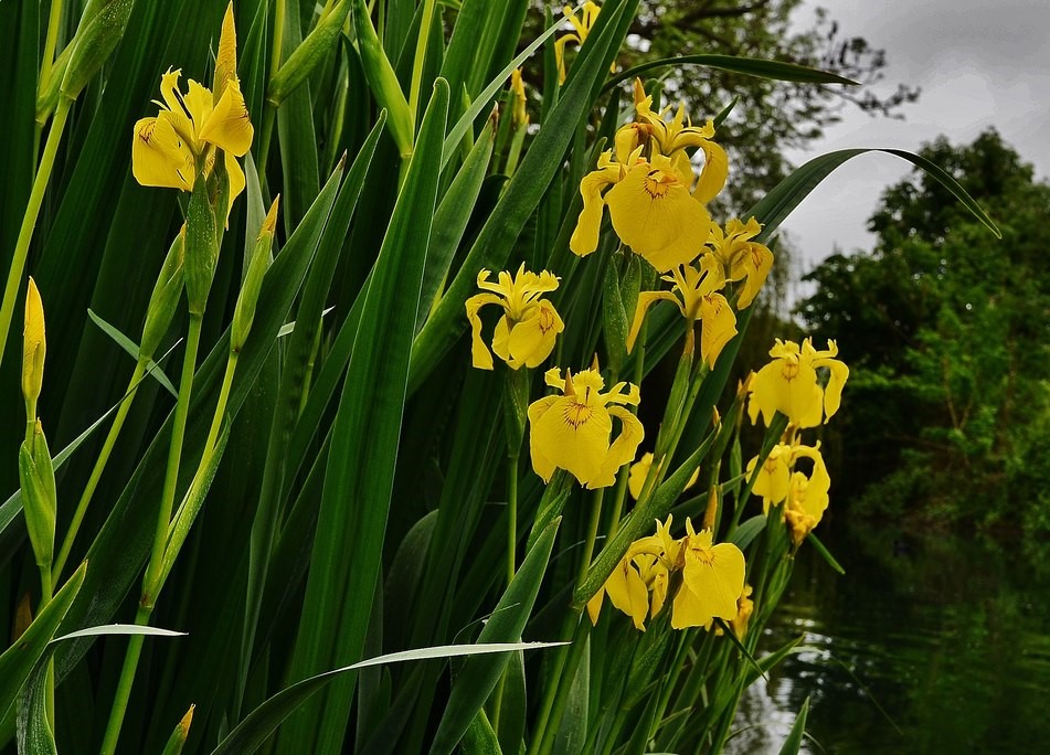 yellow flag iris