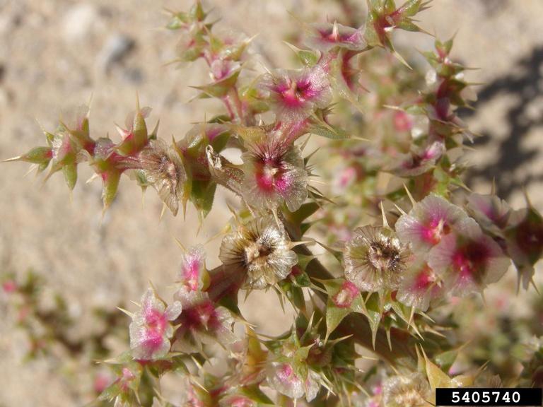 russian thistle flower