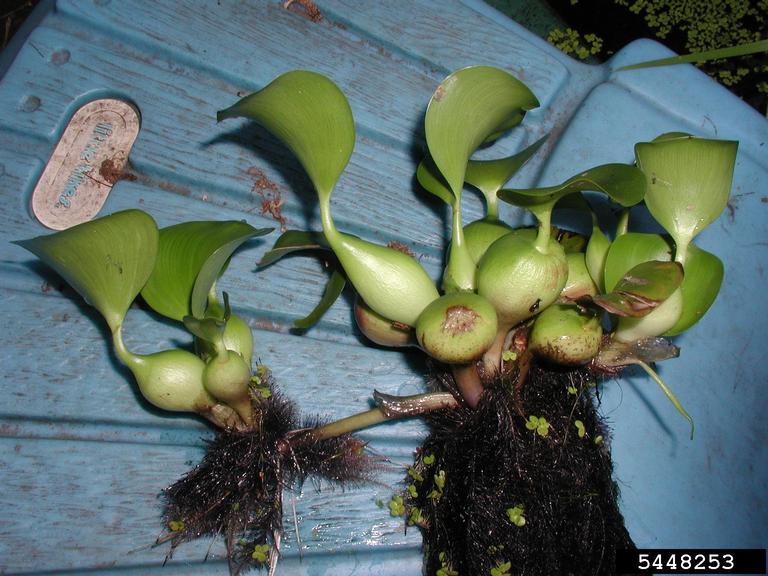 water-hyacinth-eichhornia-crassipes-fraser-valley-invasive-species