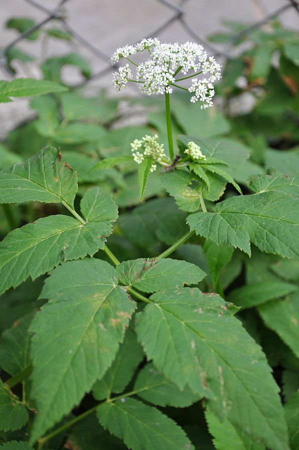 goutweed-or-bishop-s-weed-aegopodium-podagraria-fraser-valley