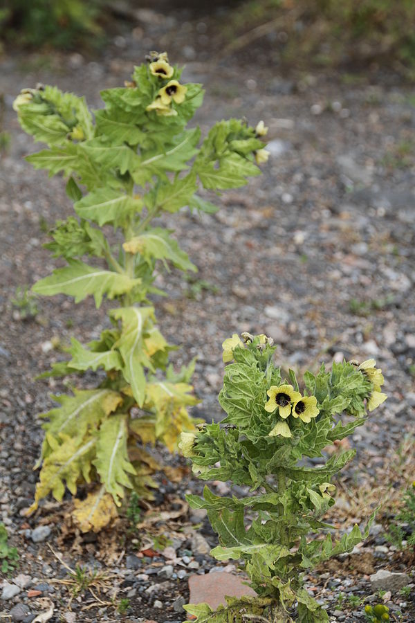 Black henbane (Hyoscyamus niger) | Fraser Valley Invasive Species Society