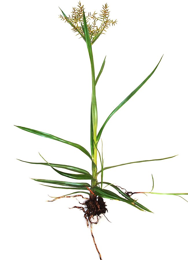 Yellow nutsedge (Cyperus esculentus) | Fraser Valley Invasive Species ...