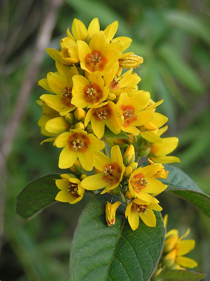 Garden loosestrife (Lysimachia vulgaris) | Fraser Valley Invasive ...