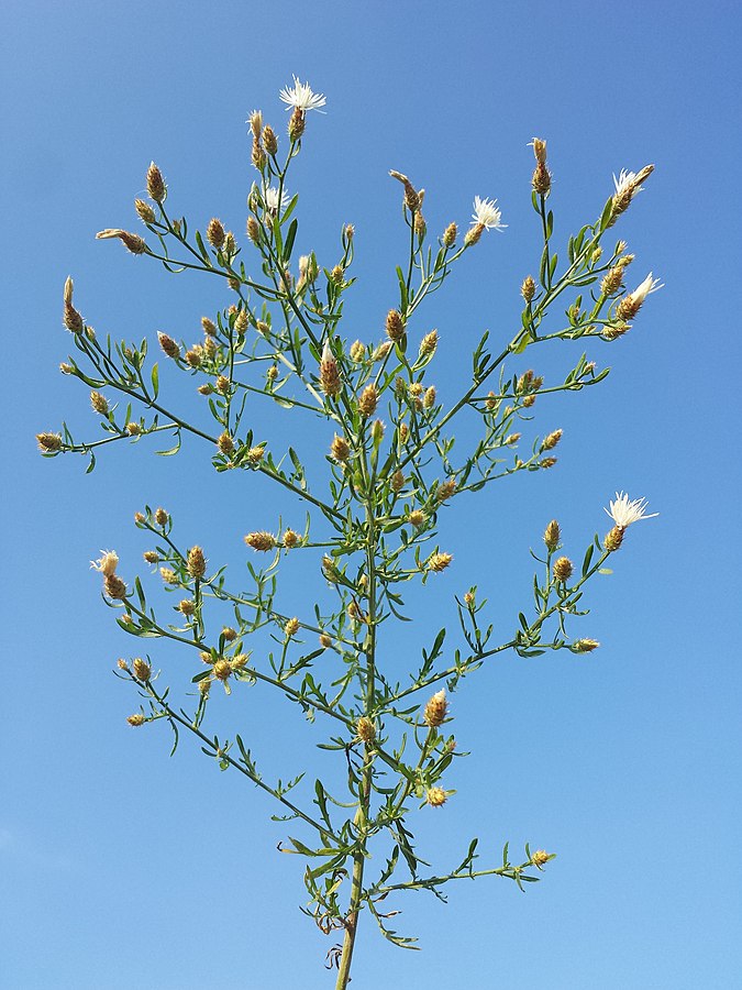 Knapweed Reproduction