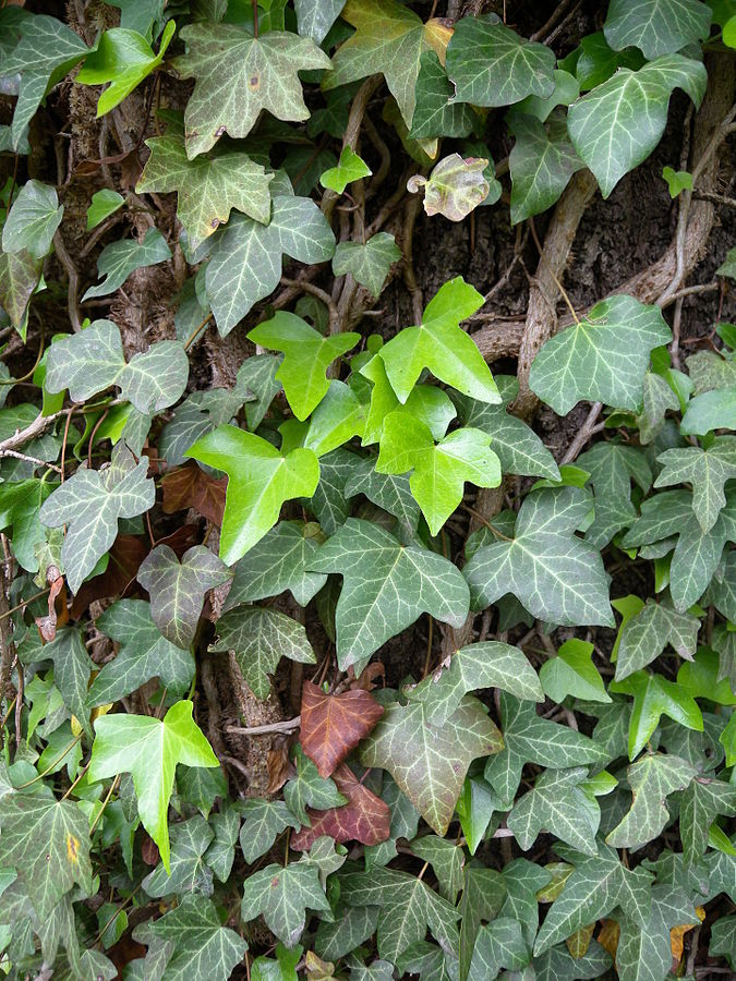 Juvenile leaves