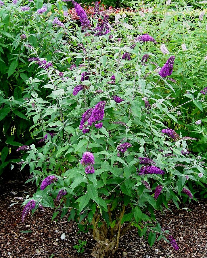 Butterfly Bush (Buddleja Davidii) | Fraser Valley Invasive Species Society