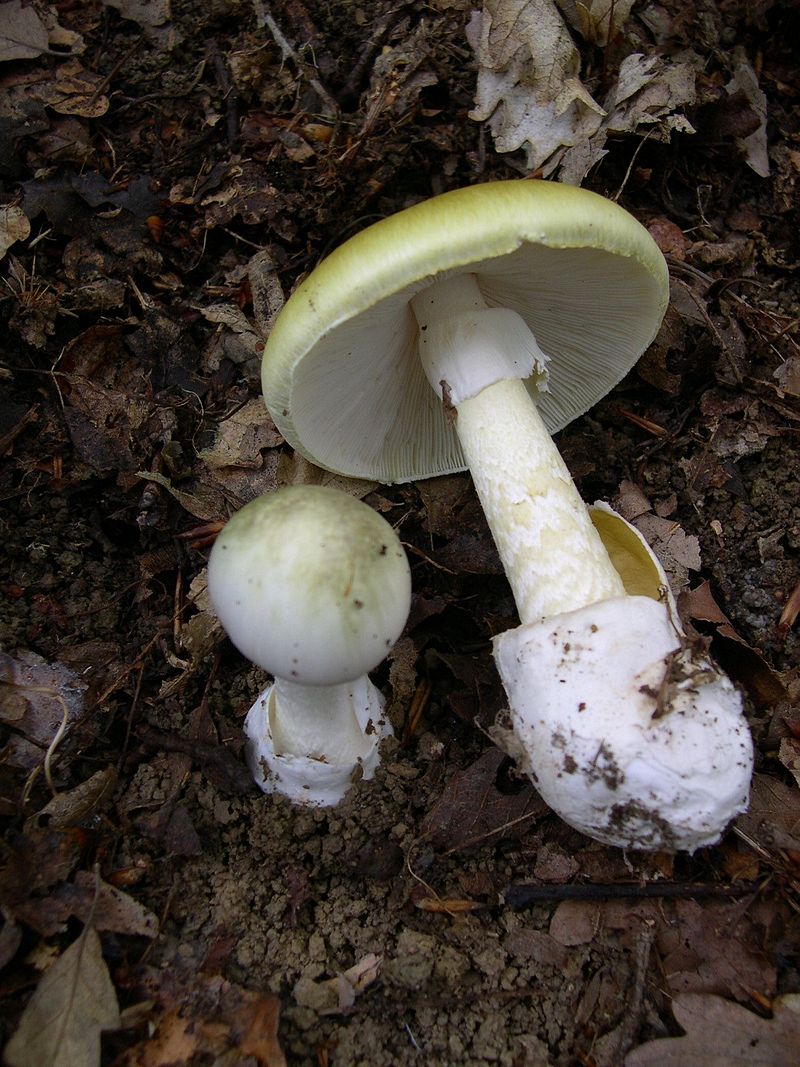 Death Cap Mushroom Amanita Phalloide Fraser Valley Invasive Species Society 1562