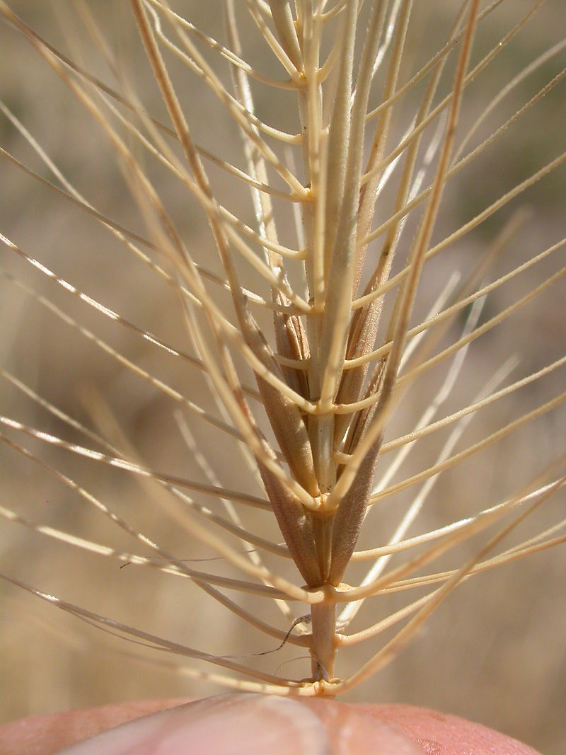 Medusahead (Taeniatherum caput-medusae) | Fraser Valley Invasive ...