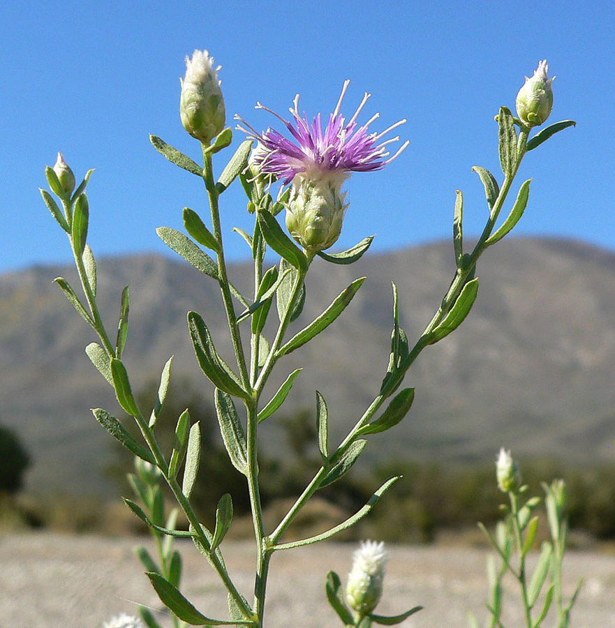 Knapweed Reproduction