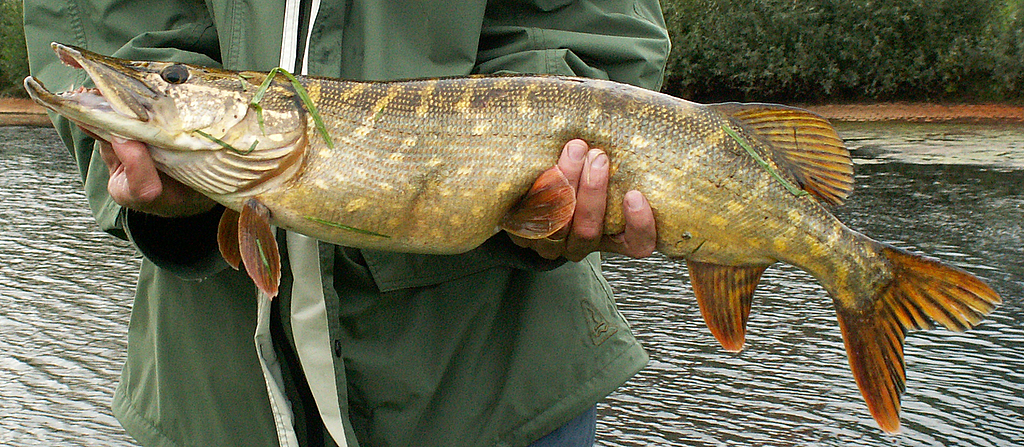 northern pike teeth