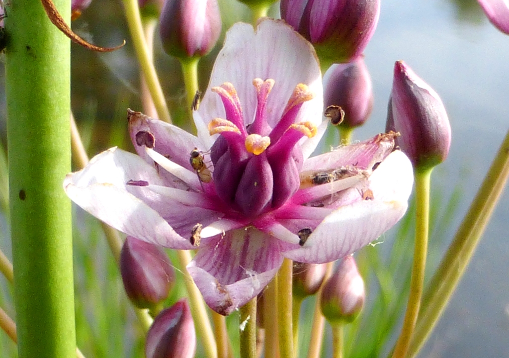 Flowering rush (Butomus umbellatus ) Fraser Valley Invasive Species