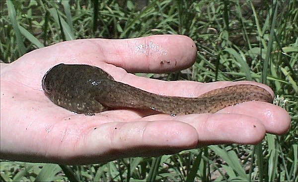 American Bullfrog (Lithobates catesbeianus)