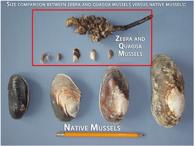 Zebra And Quagga Mussels Dreissena Polymorpha And Dreissena Rostriformis Bugensis Fraser 