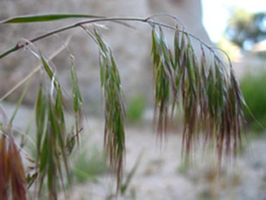 Identifying Smooth Brome, a non-native grass