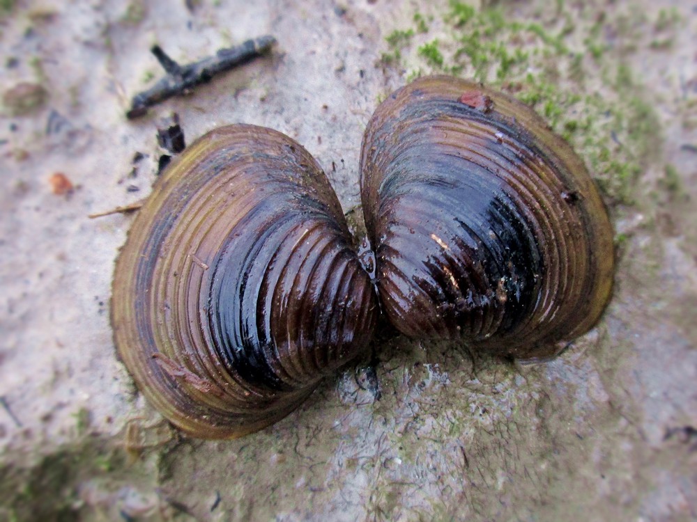 Asian clam (Corbicula fluminea ) Fraser Valley Invasive Species Society