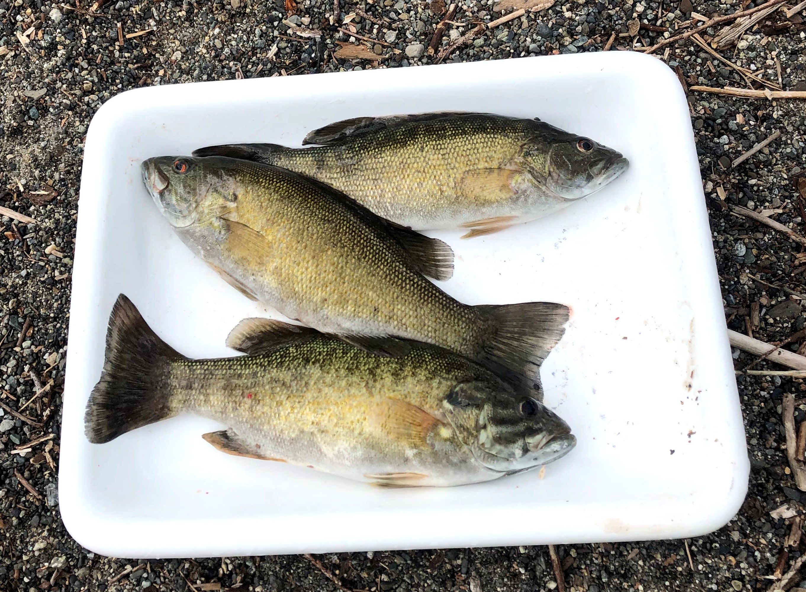 Smallmouth Bass in Cultus Lake  Fraser Valley Invasive Species Society