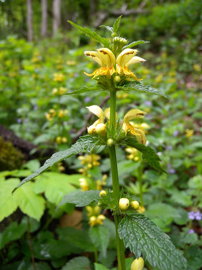 stinging nettle yellow flower