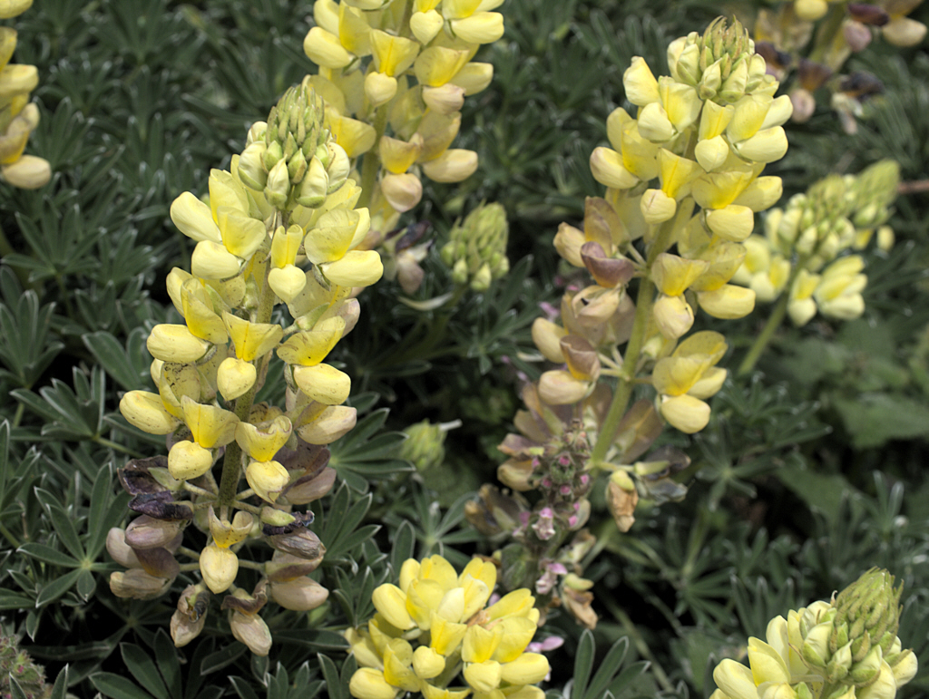 Yellow bush lupine (Lupinus arboreus) | Fraser Valley Invasive Species ...